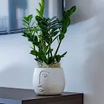 Urban Oasis Bari